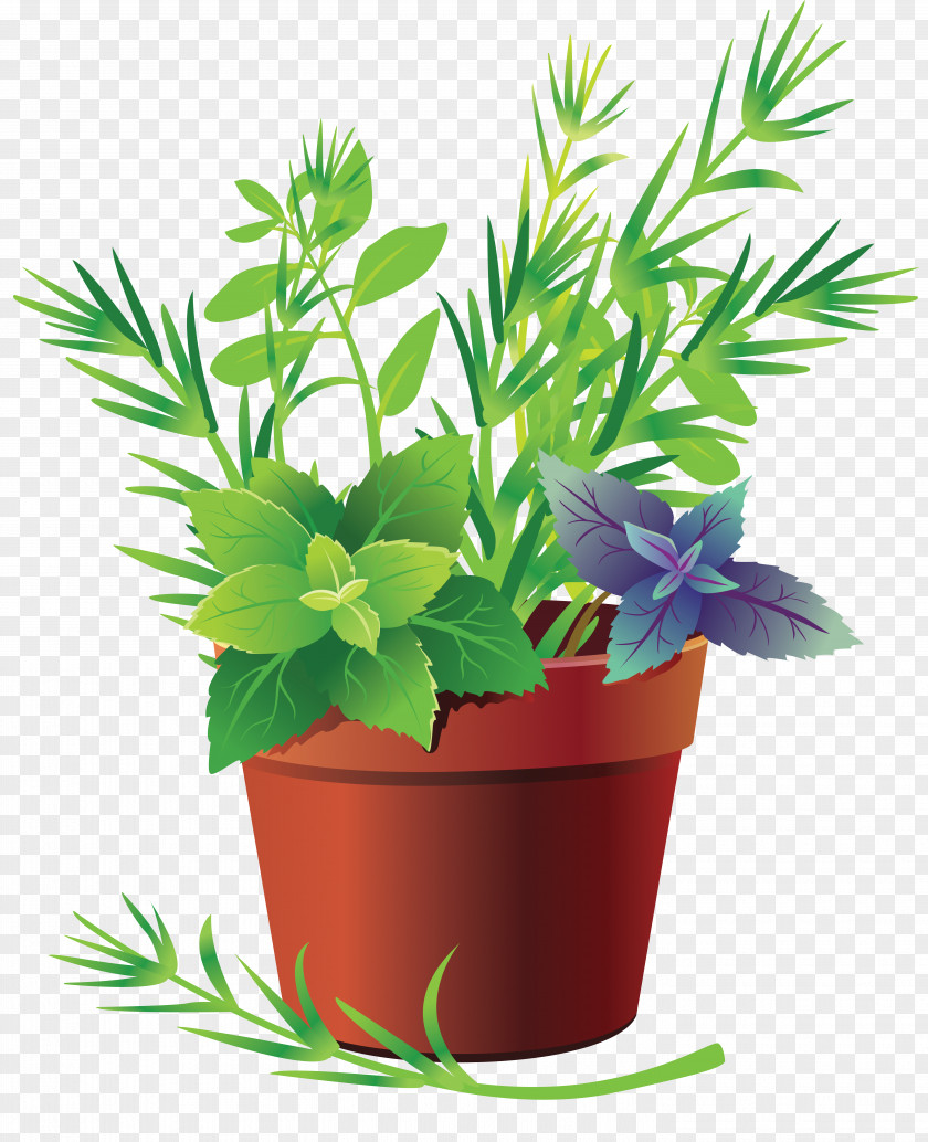 Plant Pot Leaf Vegetable Herb Cabbage PNG