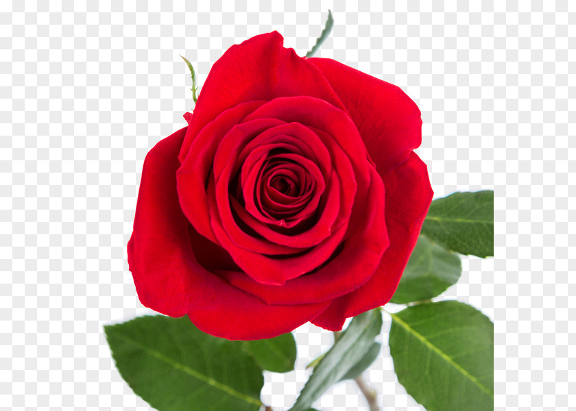 Rose Cut Flowers Floristry Red PNG