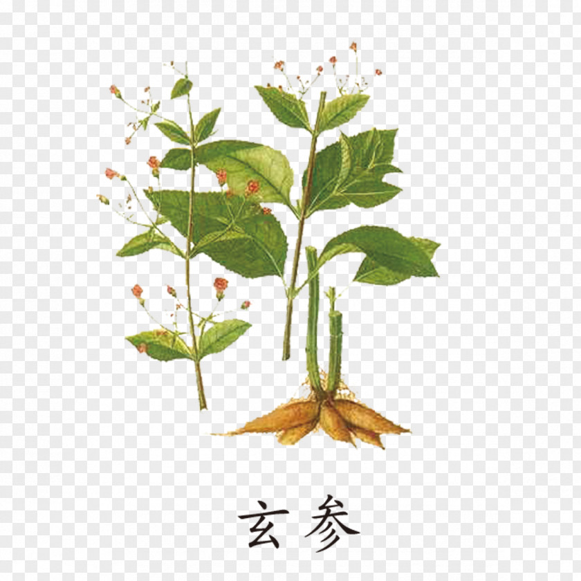 Scrophulariaceae Herbs PNG