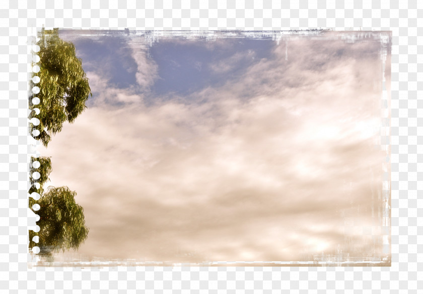 Tree Picture Frames Stock Photography PNG