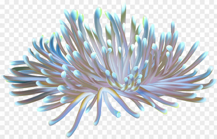 Under Water Sea Anemone Coral Clip Art PNG