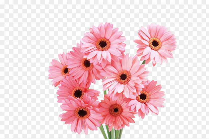 Chrysanthemum Transvaal Daisy Flower Pink Rose Wallpaper PNG
