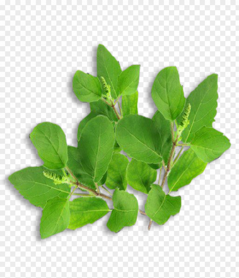 Leaf Herbalism Plant Stem Tree PNG