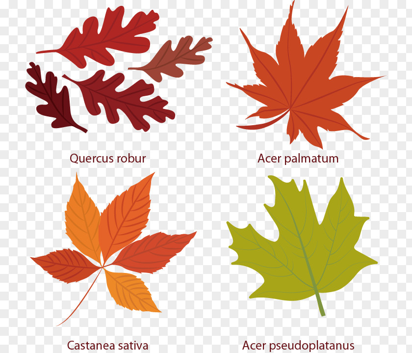 Maple Element Vector Euclidean Leaf Autumn Icon PNG