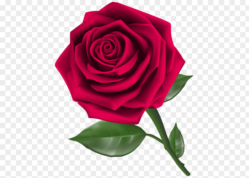 Rose Illustration Clip Art PNG