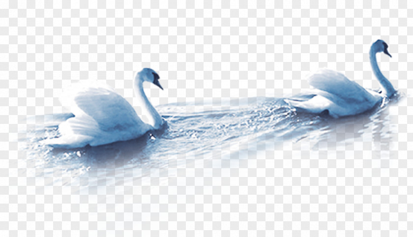 Swan Cygnini Duck Mooncake PNG