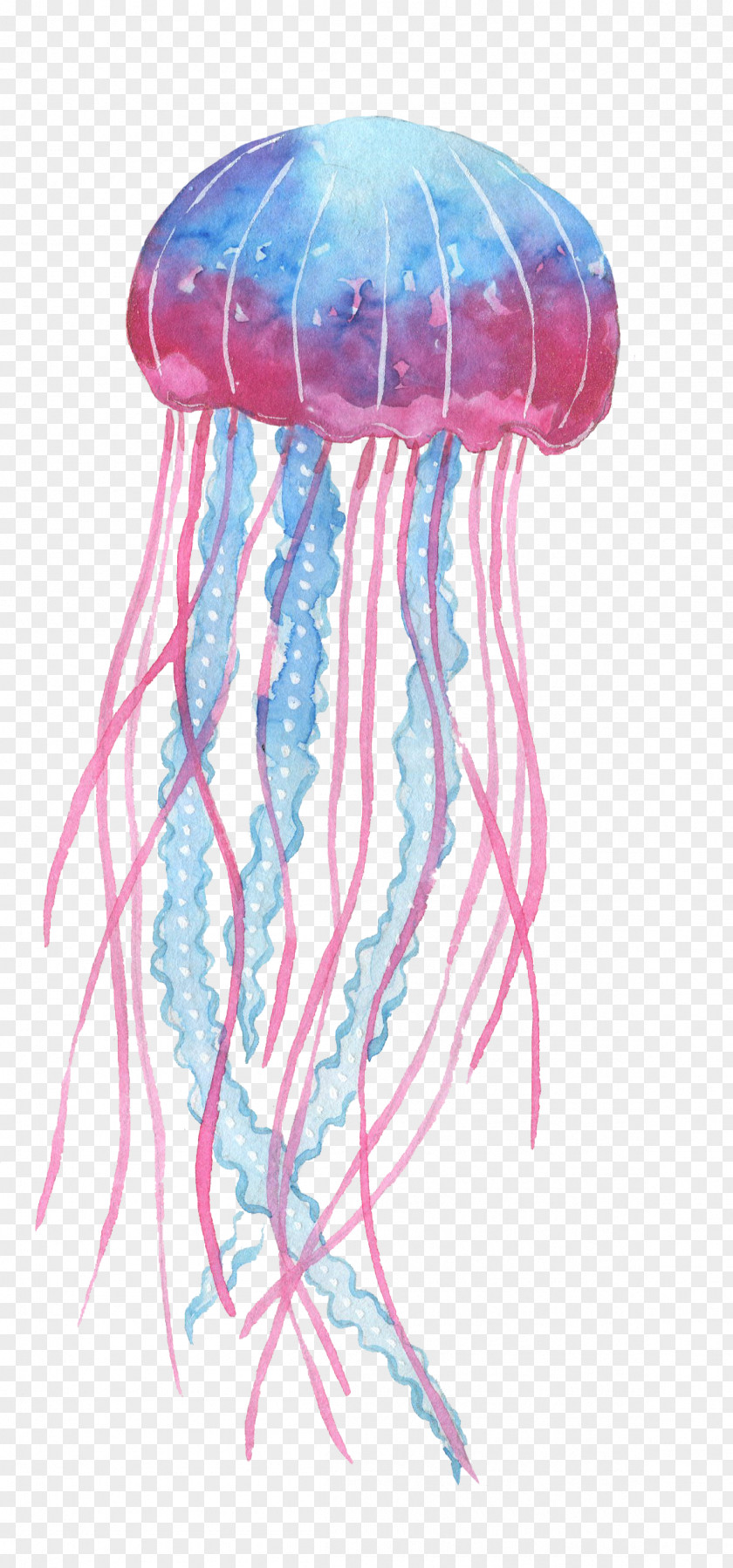 Blue Pink Jellyfish Box Ocean PNG