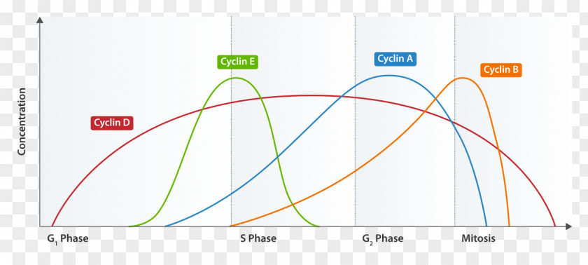 Cyclin-dependent Kinase CDK-activating Pre-replication Complex Licensing Factor Cell Cycle PNG