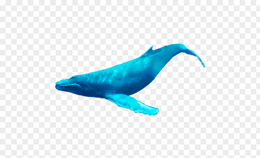 Dolphin Porpoise Cetacea Humpback Whale Tail PNG