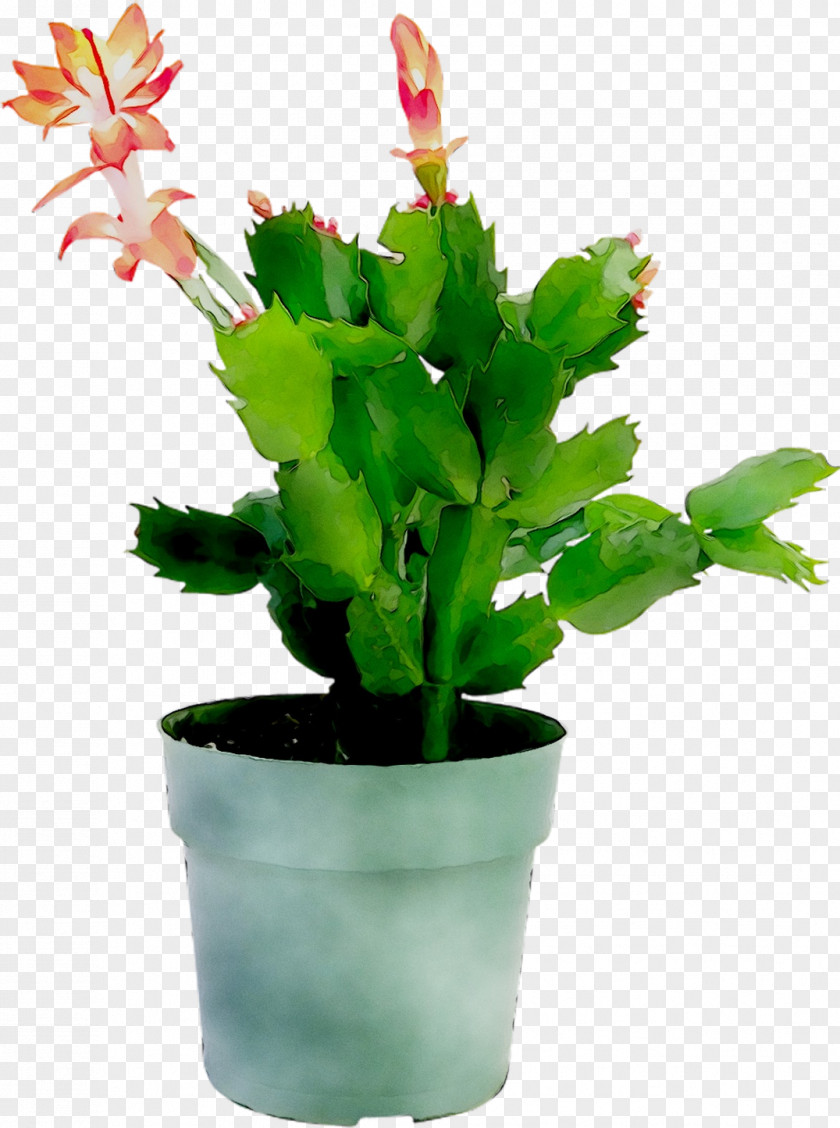 Epiphyllum Flowerpot Houseplant Leaf Plant Stem PNG