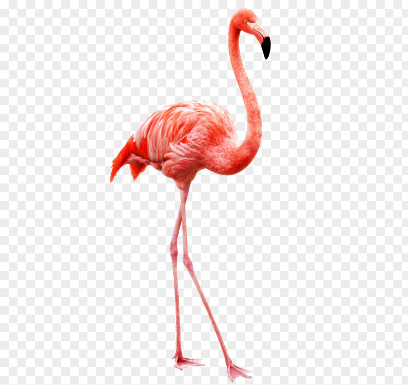 Flamingo Bird Stock Photography Image Royalty-free PNG