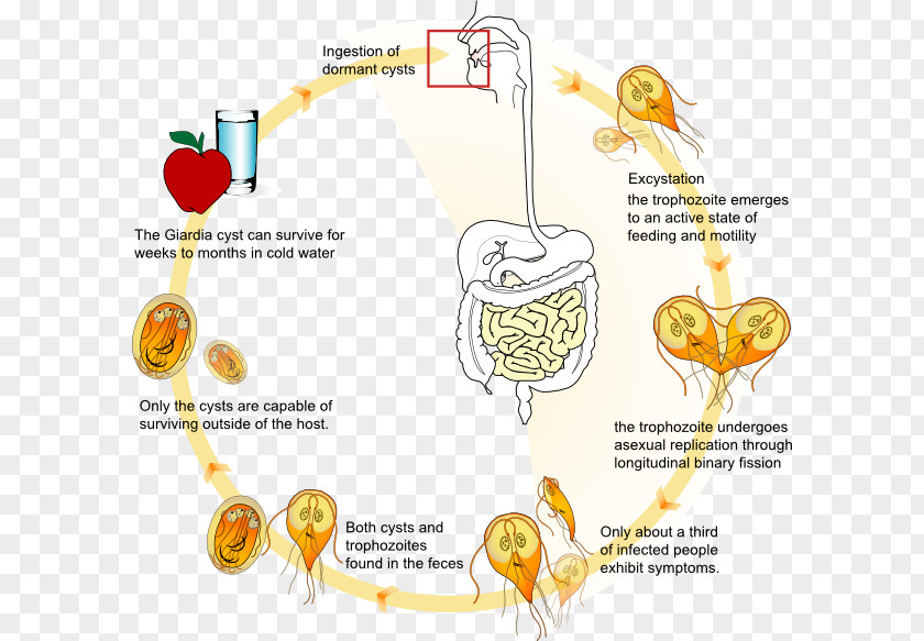 Giardia Lamblia Giardiasis Biological Life Cycle Trophozoite Infection PNG