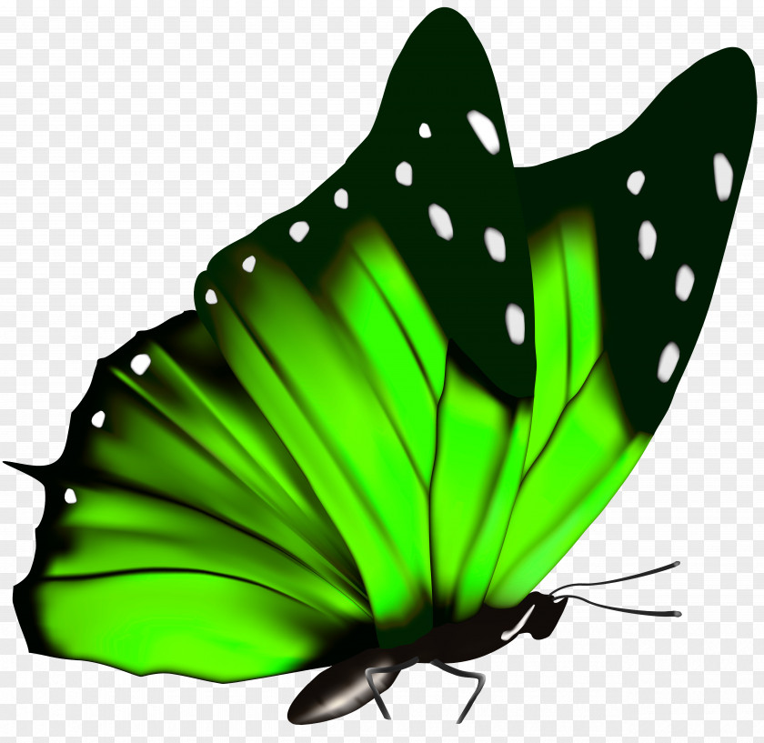 Green Butterfly PNG Clipart Image Queen Alexandra's Birdwing Clip Art PNG