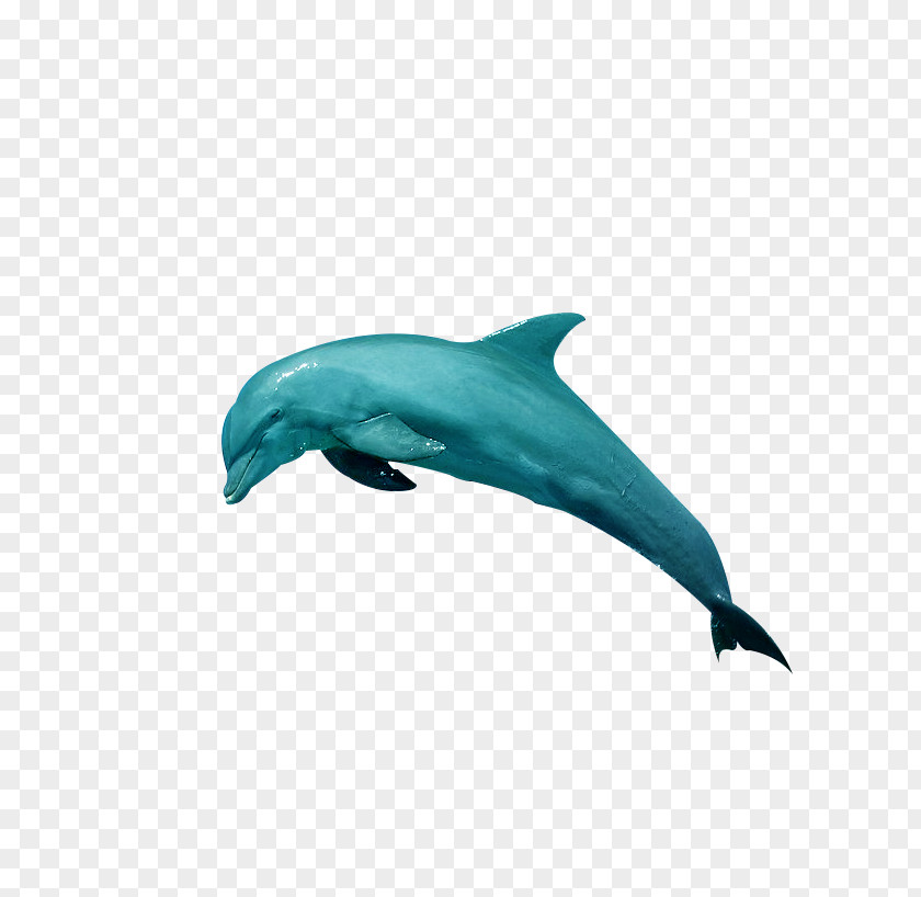 Jumping Dolphins Wall Decal Sticker Room PNG