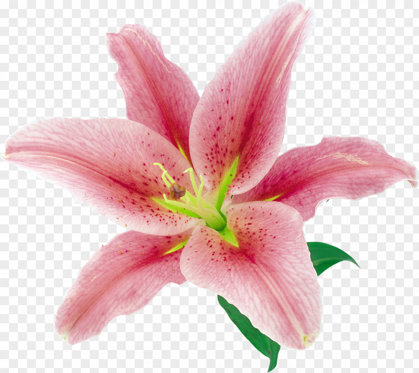 Lily Flower Lilium PNG