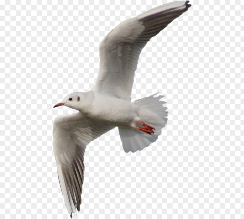 Bird European Herring Gull Gulls Great Black-backed PNG