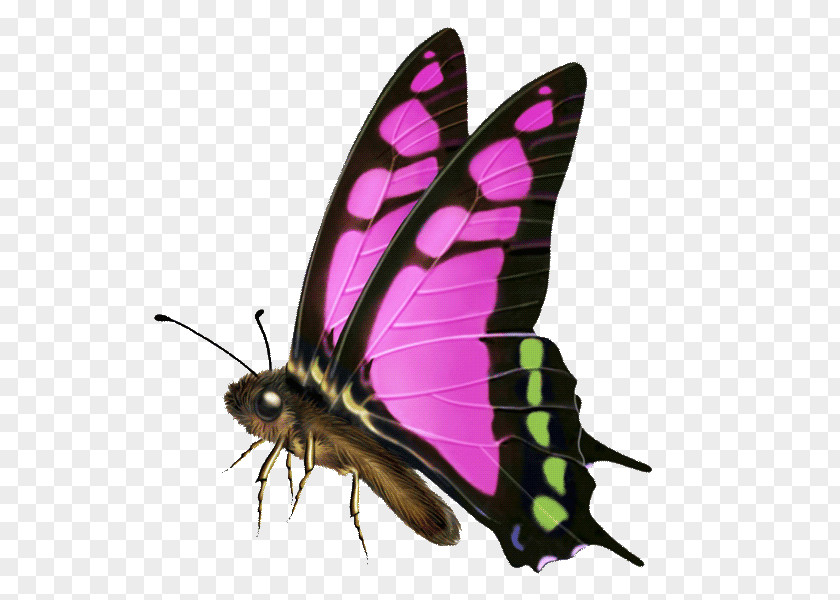 Butterfly Royalty-free Computer Software PNG