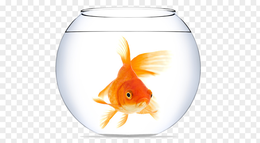 Fish Goldfish Aquarium Clip Art PNG