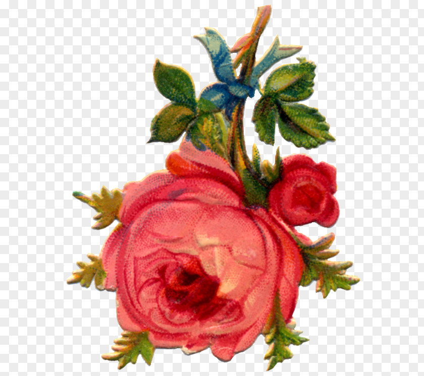 Flower Garden Roses Cabbage Rose Amazon.com Cut Flowers Floral Design PNG