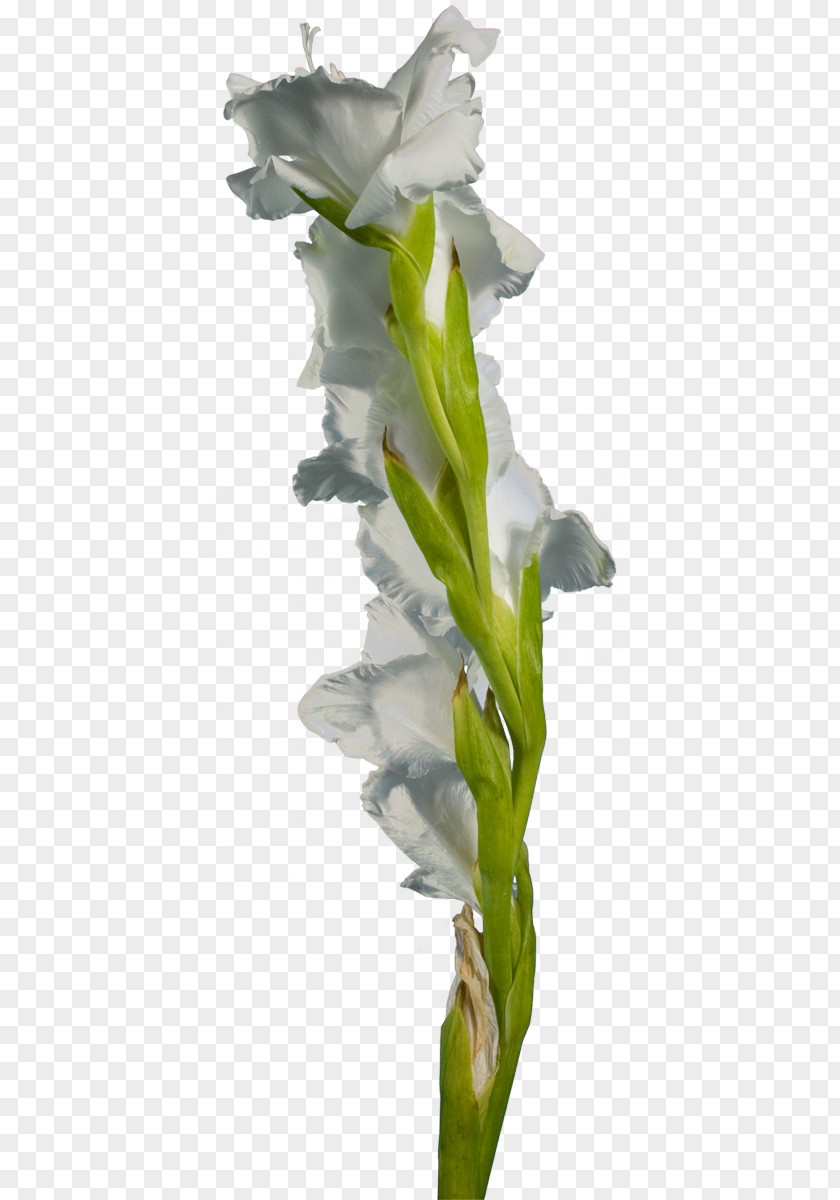 Gladiolus Cut Flowers Hyacinth Plant Stem PNG