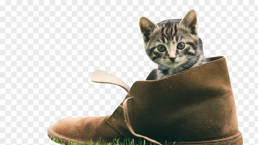 Naughty Kitten Cat Puppy Shoe Wallpaper PNG