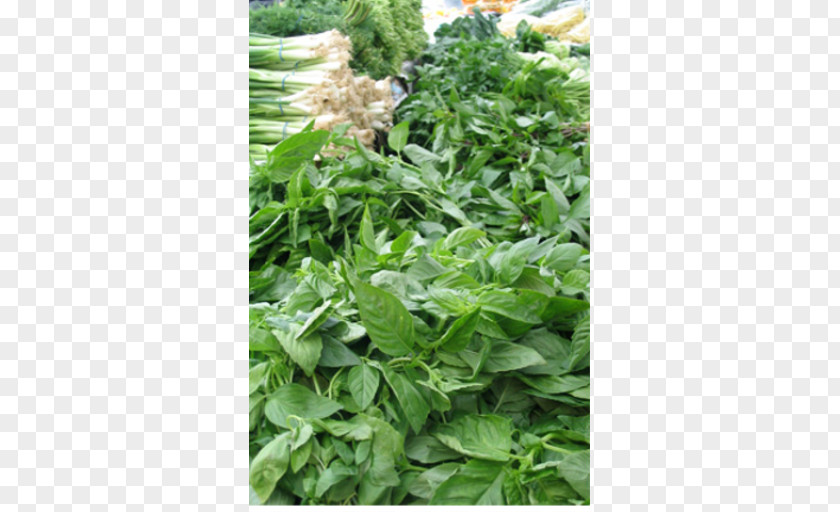 Plant Herb Gardens Medicinal Plants Parsley PNG