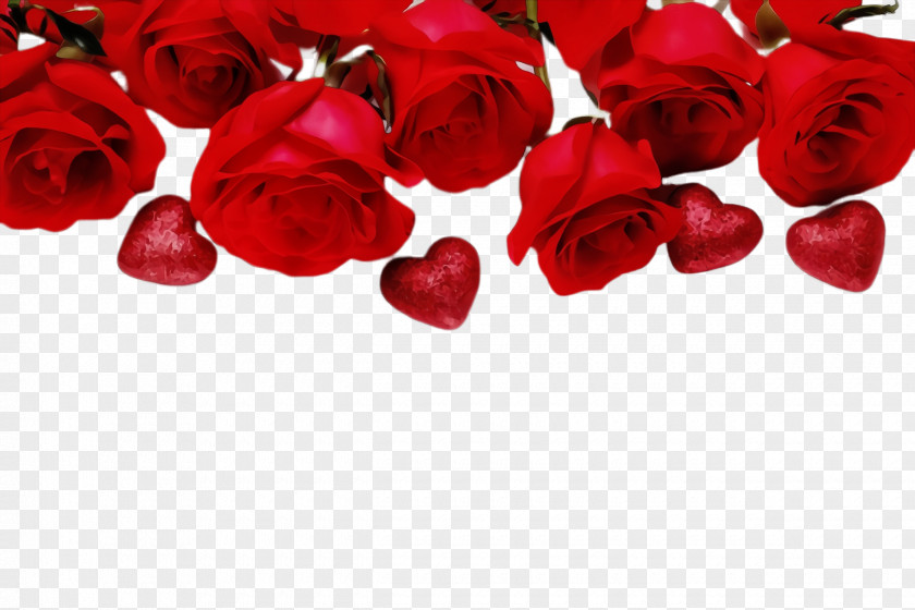 Rose Family Valentines Day Garden Roses PNG