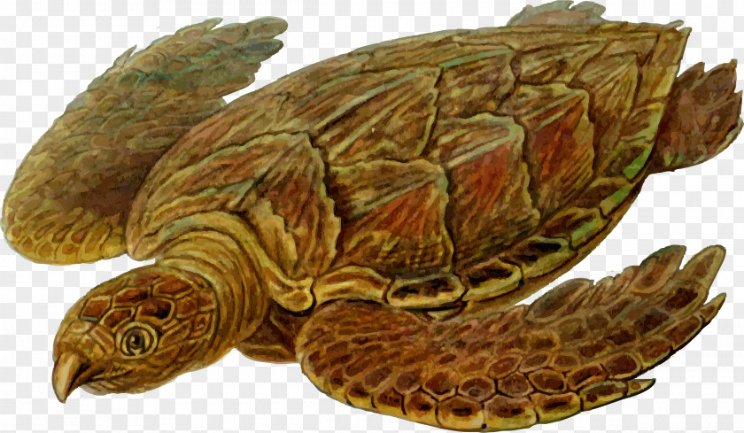 Turtle Sea Prehistory Protostega Carbonemys PNG