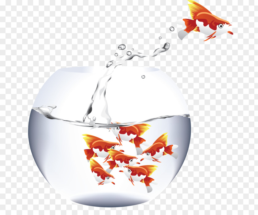 Fish Aquarium Fishkeeping Goldfish Pet PNG