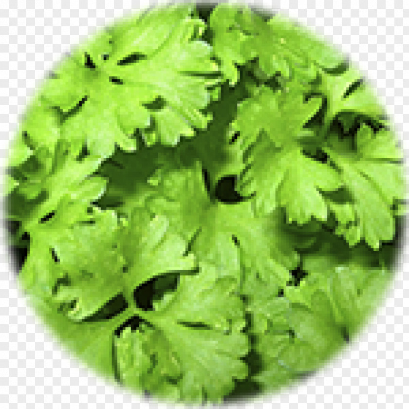 Health Parsley The Lion Organic Food Herb PNG