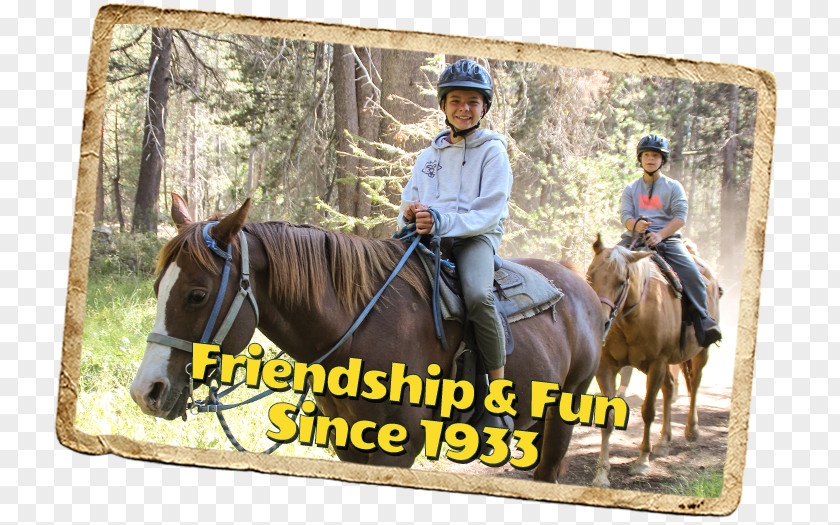 Horse Summer Camp Gold Arrow Mare Stallion PNG