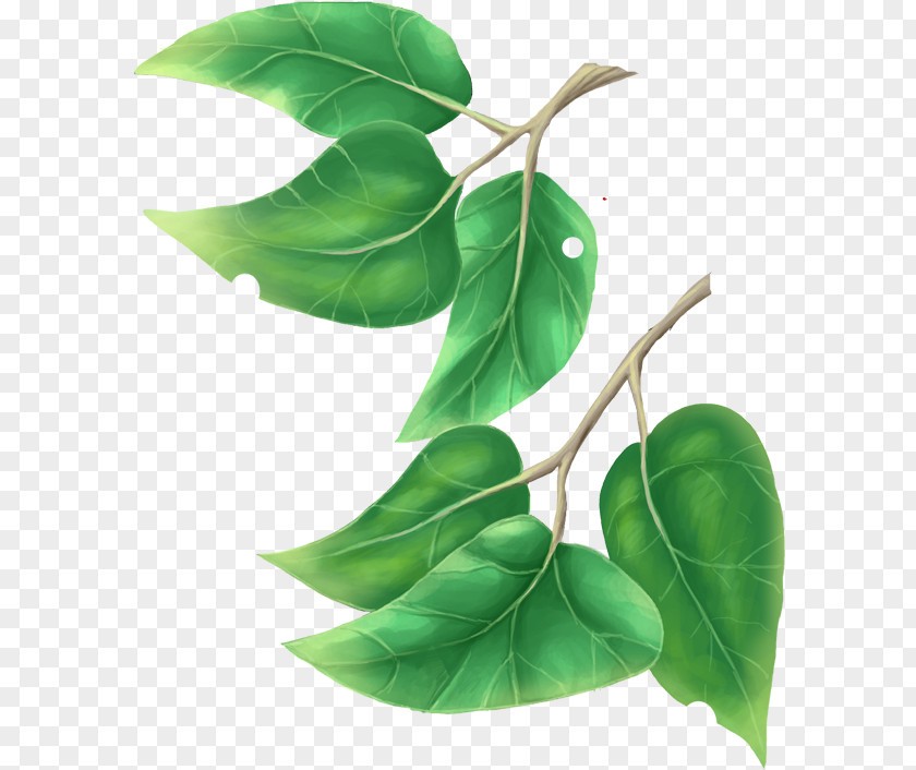 Leaf Branch Tree Clip Art PNG
