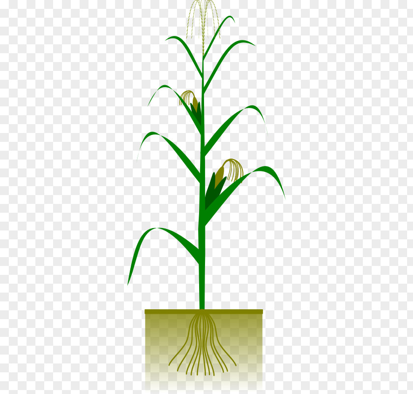 Botany Pictures Maize Plant Crop Clip Art PNG