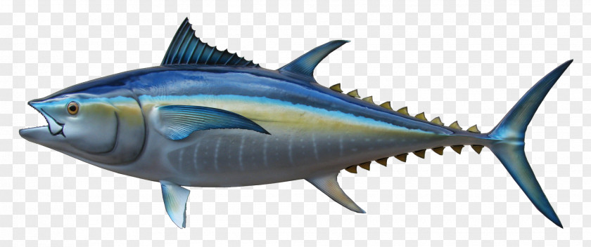 Fish Thunnus Swordfish Mackerel Sardine Milkfish PNG