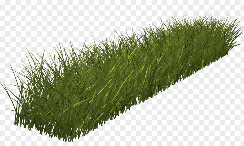 Grass Green Lawn Clip Art PNG