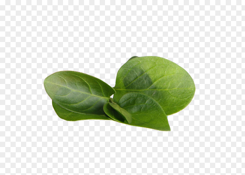 Green Tea Leaves Matcha Leaf PNG