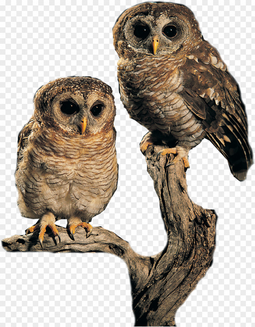 Owl Bird Clip Art PNG