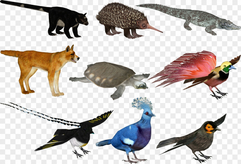 Bird Zoo Tycoon 2: Jurassic Park Pack New Guinea Singing Dog Beak PNG