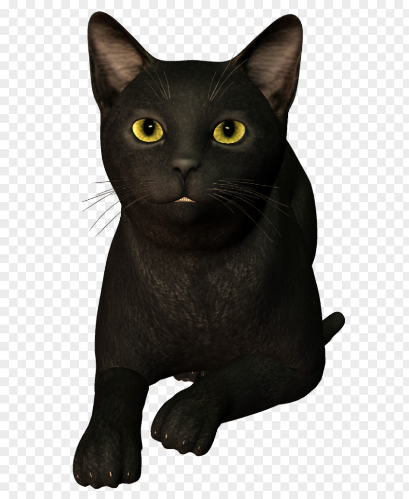 Black Cat Tail White Bombay Korat Burmese Chartreux PNG