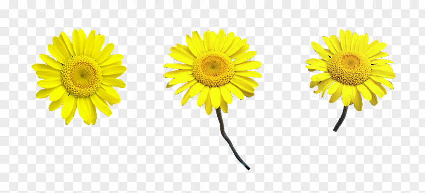Chrysanthemum Common Daisy Transvaal Family Oxeye PNG