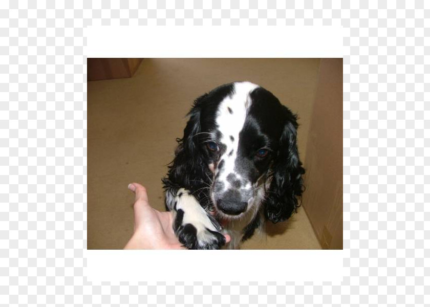 Cocker Spaniel English Springer Russian Puppy Dog Breed PNG