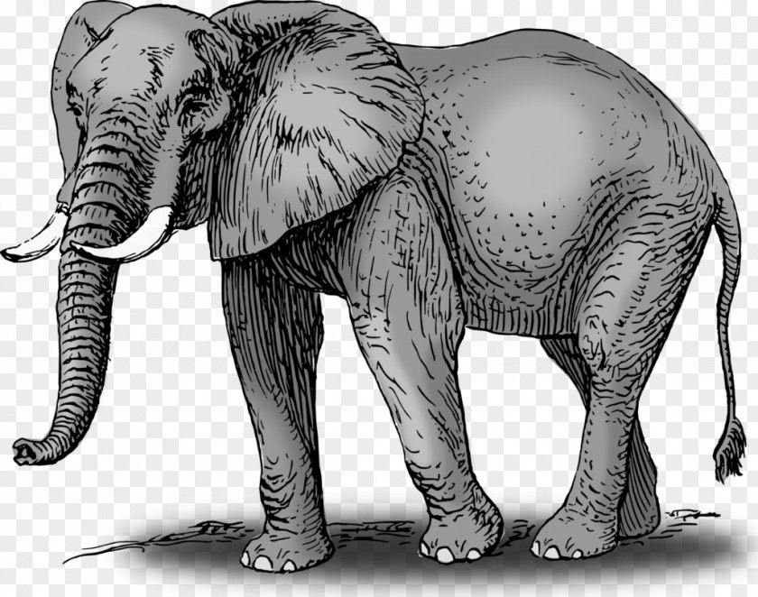 Elephant African Bush Asian World Day Clip Art PNG