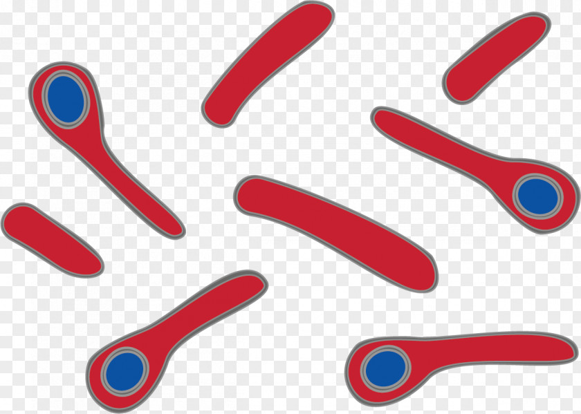 Human Body Clostridium Tetani Tetanus Bacterial Cell Structure Virus PNG