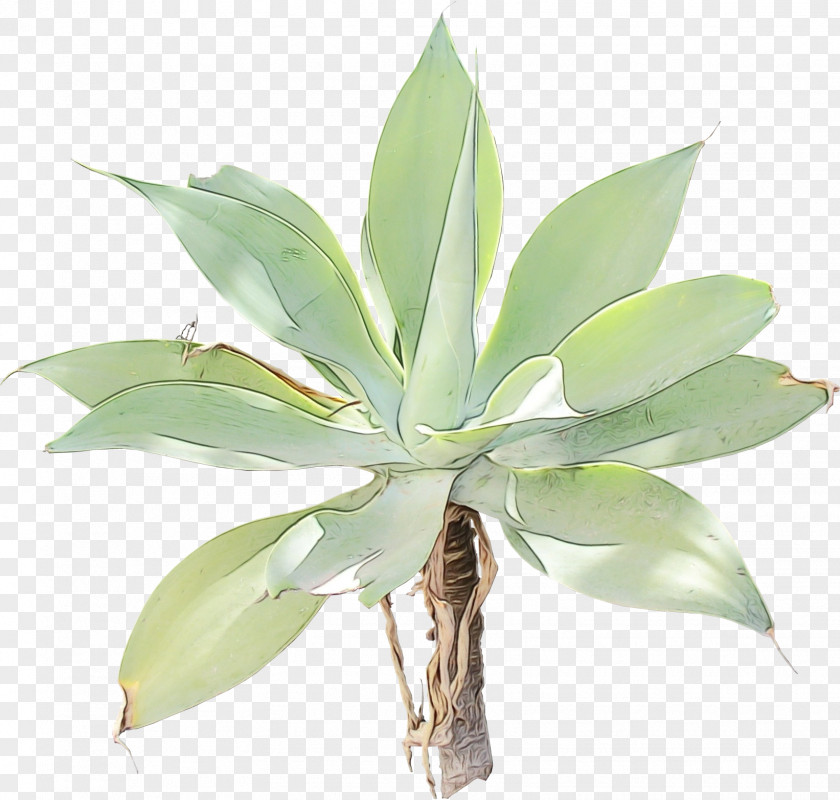 Perennial Plant Houseplant Aloe Vera PNG