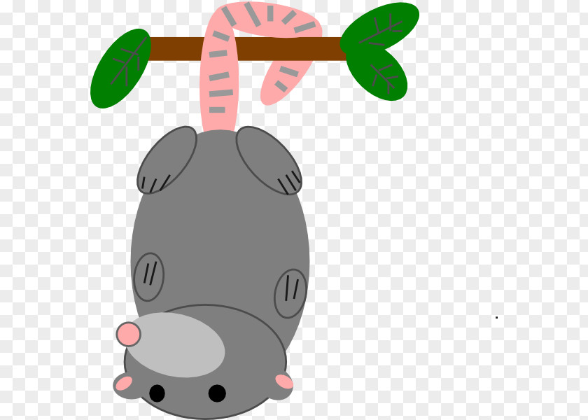 Possum Clipart Opossum Marsupial Clip Art PNG