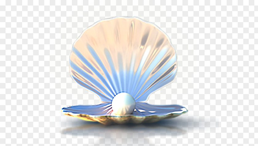 Seashells Seashell Download Computer File PNG