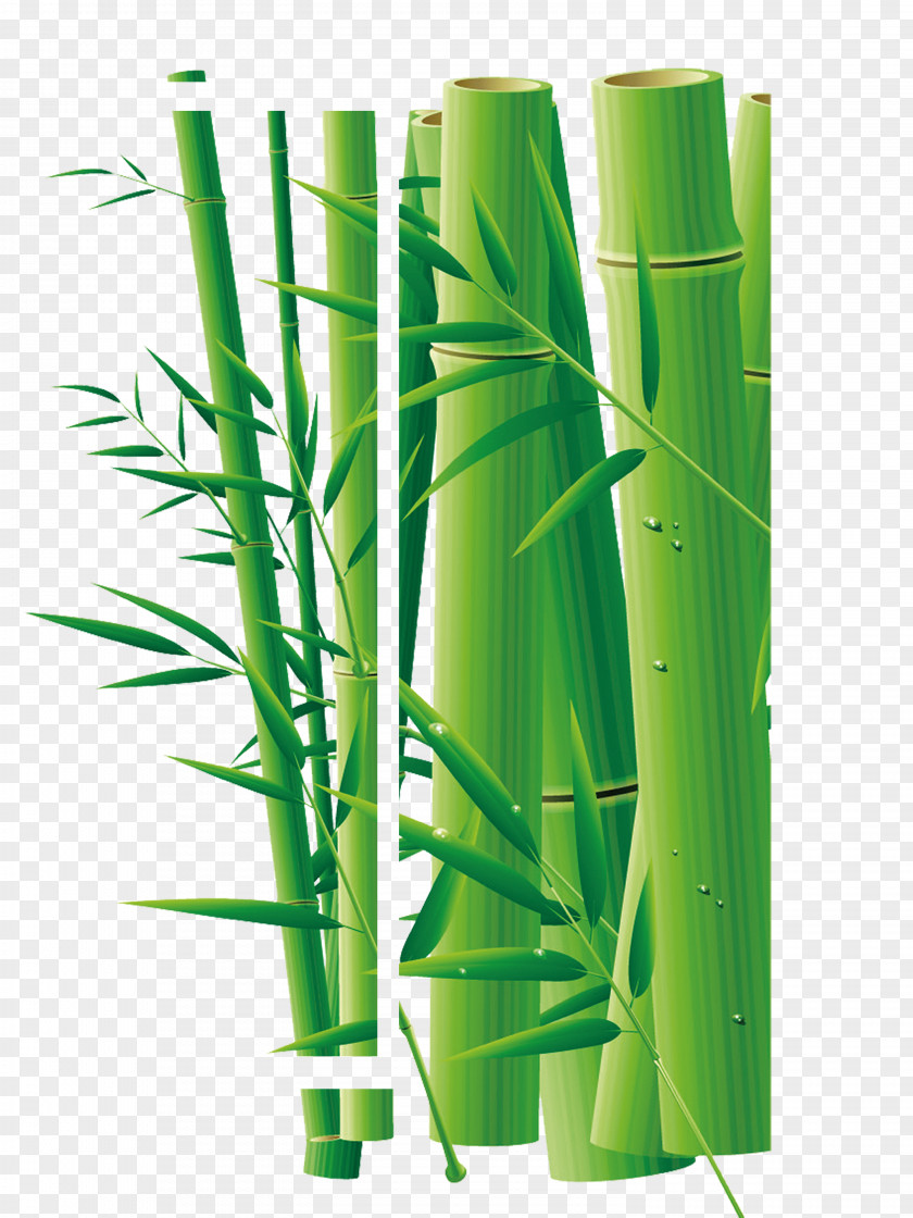 Bamboo Leaves Daqing Adobe Illustrator PNG