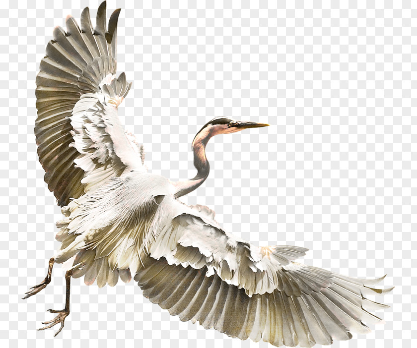 Bird Crane Heron Clip Art PNG