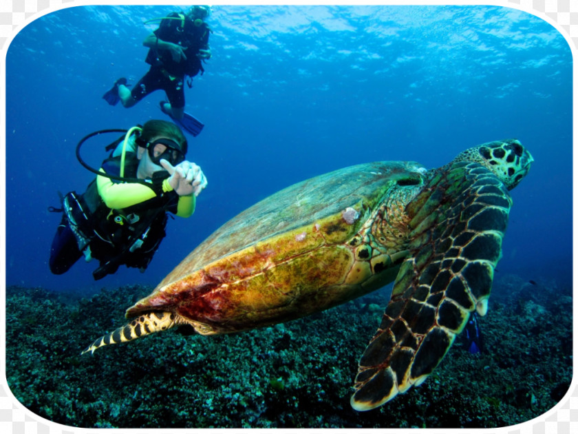 Diving Phuket Province Similan Islands Phi Snorkeling Underwater PNG