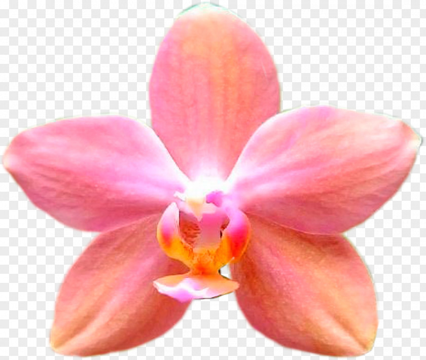 Flower Biology Biophysics Chemistry PNG